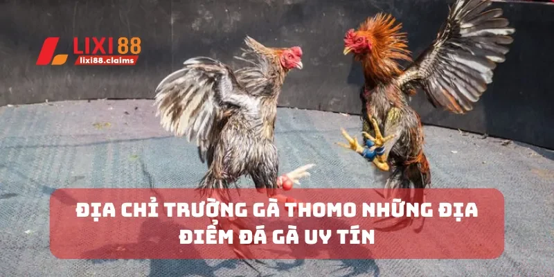 Địa chỉ trường gà Thomo