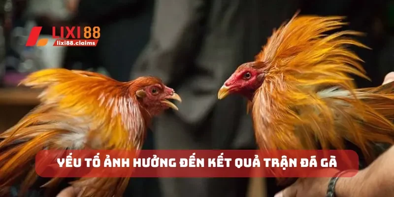 Địa Chỉ Trường Gà Thomo Những Địa Điểm Đá Gà Uy Tín 6 Yếu tố ảnh hưởng đến kết quả trận đá gà